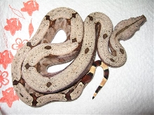 Bolivian Amarali